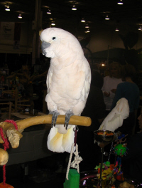 Parrot